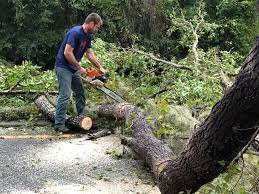 Professional Tree Services in Park City, TN