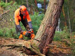 How Our Tree Care Process Works  in  Park City, TN