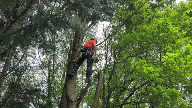 Best Tree Trimming and Pruning  in Park City, TN