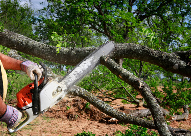 Best Lawn Watering Services  in Park City, TN